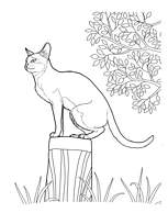 coloriage chat sur un tronc